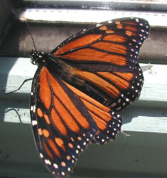 Butterfly Pictures Monarch Butterflies